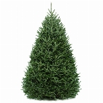 Sapin de noël cultivé 5 à 7 pieds  (LIVRAISON centre-ville: +5$)