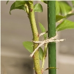 Tuteur robuste en poly et acier de 4 pi pour plantes