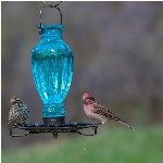 Abreuvoir pour oiseaux de 18 oz en verre de style rétro