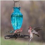 Abreuvoir pour oiseaux de 18 oz en verre de style rétro